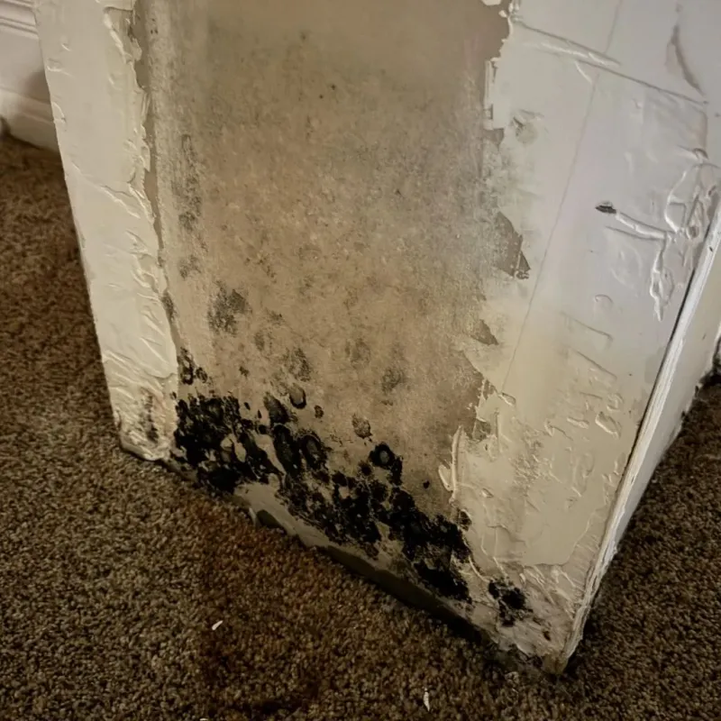 Professional Mold Removal in Russellville, AR
